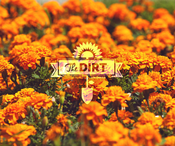 The Dirt - Hmm….Bet You Didn't Know What?