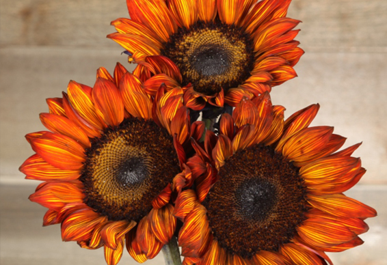 sunflower-image3.jpg